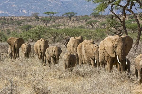 Kenya, Samburu Reserve Elephants walk in a line